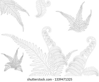 Vector black and white contour drawing with fern