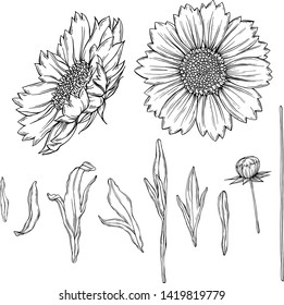 vector black and white contour flower arrangement with chamomile flowers