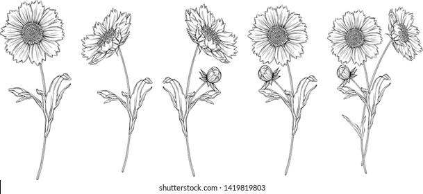 vector black and white contour flower arrangement with chamomile flowers