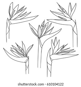 vector black white contour
