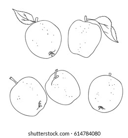 vector black white contour simple sketch of apple and leaves set