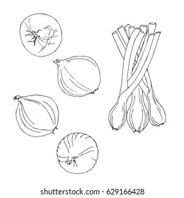 vector black white contour simple sketch of  onion set on white