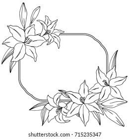 vector black white contour simple illustration of frame lily flowers