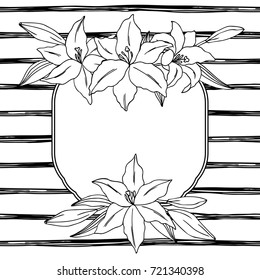 vector black white contour simple illustration of frame lily  flowers on striped background