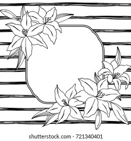 vector black white contour simple illustration of frame lily  flowers on striped background