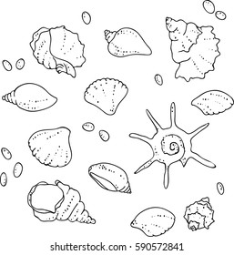 vector black white contour sketch of sea shells sketch