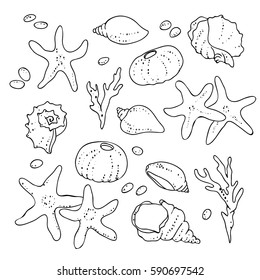 vector black white contour sketch of sea shells sketch