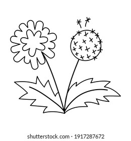 Icono vector de diente de león blanco y negro. Primera ilustración del esquema de la planta en floración. Imagen de clip floral o página de coloreo. Flor de primavera cúrcuta aislada en fondo blanco