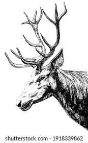 vector black and white detailed freehand drawing of a proud red deer head with beautiful antlers isolated on white background. can be used as a tattoo, illustration, print on T-shirts, postcards