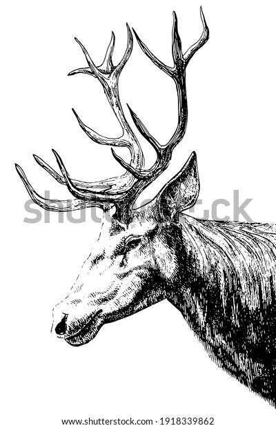 vector black and white detailed freehand\
drawing of a proud red deer head with beautiful antlers isolated on\
white background. can be used as a tattoo, illustration, print on\
T-shirts, postcards