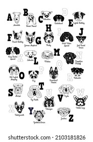 Vector black and white dog breeds alphabet poster with cute dog faces hand drawn illustrations, letters and comic  titles  for printing for preschool classes and kid room and also for homeschooling