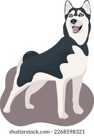 Vector black and white dog Siberian Husky standing and smiling, tongue hanging out. Cute cartoon pet. Domestic animal