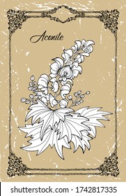 Vector black and white drawing of aconite flower on texture background. Vintage outline botanical illustration with floral object in frame. See my full collection of plants.