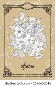 Vector black and white drawing of azalea flower on texture background. Vintage botanical illustration with floral element and nature object in frame, line art graphic drawing.