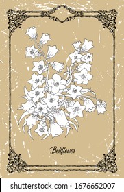Vector black and white drawing of bellflower flower on texture background. Vintage botanical illustration with floral element and nature object in frame, line art graphic drawing.