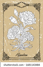 Vector black and white drawing of Carnation flower on texture background. Vintage botanical illustration with floral element and nature object in frame, line art graphic drawing.