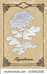 Dibujo vectorial en blanco y negro de la flor de crisantén sobre fondo de textura. Ilustración botánica vintage con elemento floral y objeto natural en marco, dibujo gráfico de líneas.