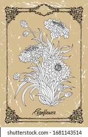 Vector black and white drawing of Cornflower flower on texture background. Vintage botanical illustration with floral element and nature object in frame, line art graphic drawing.