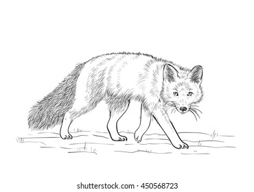 vector black and white drawing of a Fox
