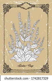 Vector black and white drawing of garden sage flower on texture background. Vintage outline botanical illustration with floral object in frame. See my full collection of plants.