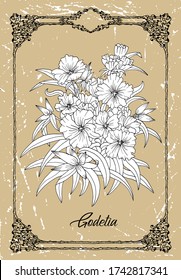 Vector Schwarz-Weiß Zeichnung der Godetia Blume auf Textur Hintergrund. Vintage Umriss botanische Illustration mit Blumenobjekten im Rahmen. Sehen Sie sich meine komplette Pflanzensammlung an.