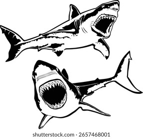 Vector en blanco y negro de grandes tiburones blancos.
