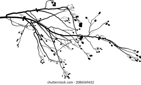 Vector black and white drawing of a hawthorn twig, Latin Crataegus laevigata