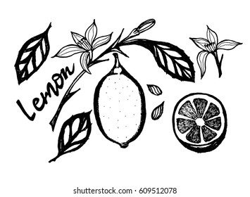 Vector black and white drawing lemon, lemon twig, flower and half a lemon.