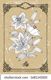Vector black and white drawing of lily flower on texture background. Vintage botanical illustration with floral element and nature object in frame, line art graphic drawing.