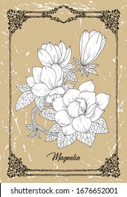 Vector black and white drawing of magnolia flower on texture background. Vintage botanical illustration with floral element and nature object in frame, line art graphic drawing. 