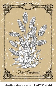 Vector Schwarz-Weiß Zeichnung von blasser, schlammiger Blume auf Textur Hintergrund. Vintage Umriss botanische Illustration mit Blumenobjekten im Rahmen. Sehen Sie sich meine komplette Pflanzensammlung an.