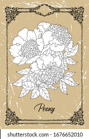 Vector black and white drawing of peony flower flower on texture background. Vintage botanical illustration with floral element and nature object in frame, line art graphic drawing. 