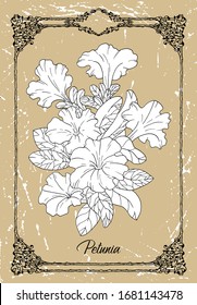 Dibujo vectorial en blanco y negro de la flor Petunia sobre fondo de textura. Ilustración botánica vintage con elemento floral y objeto natural en marco, dibujo gráfico de líneas.