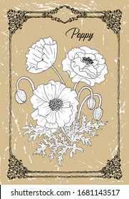 Vector black and white drawing of Poppy flower on texture background. Vintage botanical illustration with floral element and nature object in frame, line art graphic drawing.