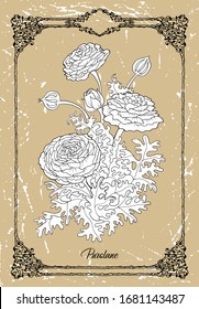 Vector black and white drawing of Purslane flower on texture background. Vintage botanical illustration with floral element and nature object in frame, line art graphic drawing.