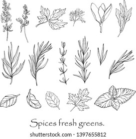 Vector black and white drawing of spicy spices.