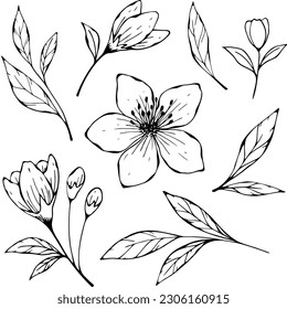 Vector, black and white drawing of spring, blooming almond flower, sakura, bud and twigs with leaves. Drawn by hand. For a holiday, decoration and as a design element.