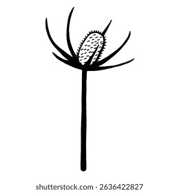 
Vector black and white drawing of teasel flower. Botanical design element.