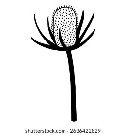 
Vector black and white drawing of teasel flower. Botanical design element.