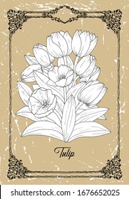 Vector black and white drawing of tulip flower on texture background. Vintage botanical illustration with floral element and nature object in frame, line art graphic drawing.