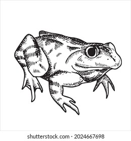 vector black and white drawing in vintage style. frog, toad. frog isolated on white background. element of halloween, witchcraft, magic.