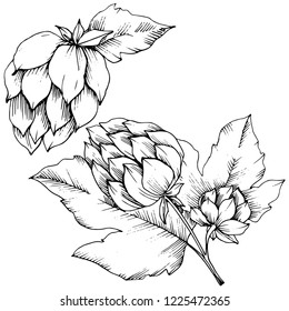 Vector. Arte de tinta de hulus grabado en blanco y negro. Elemento aislado de ilustración de humulus. Planta de hojas de vegetación botánica follaje floral. Patrón de fondo sin inconvenientes. Textura de impresión de papel tapiz de tela.