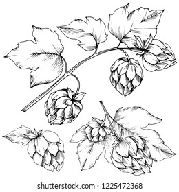 Vector. Black and white engraved humulus ink art. Isolated humulus illustration element. Leaf plant botanical garden floral foliage. Seamless background pattern. Fabric wallpaper print texture.