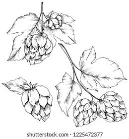 Vector. Black and white engraved humulus ink art. Isolated humulus illustration element. Leaf plant botanical garden floral foliage. Seamless background pattern. Fabric wallpaper print texture.