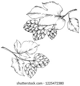 Vektorgrafik. Schwarz-Weiß-Gravur Humulus Tintenkunst. Einziger Humulus-Illustrationsteil. Blattpflanze botanischer Garten Blumenblätterblättern. Nahtloses Hintergrundmuster. Tapete-Tapete-Druckstruktur.