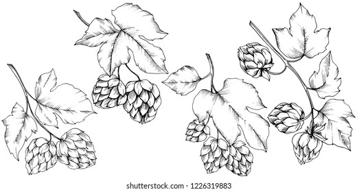 Vector. Black and white engraved humulus ink art. Isolated humulus illustration element. Leaf plant botanical garden floral foliage. Seamless background pattern. Fabric wallpaper print texture.