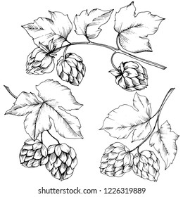 Vector. Black and white engraved humulus ink art. Isolated humulus illustration element. Leaf plant botanical garden floral foliage. Seamless background pattern. Fabric wallpaper print texture.
