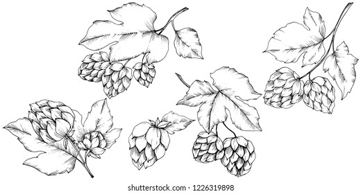 Vector. Black and white engraved humulus ink art. Isolated humulus illustration element. Leaf plant botanical garden floral foliage. Seamless background pattern. Fabric wallpaper print texture.