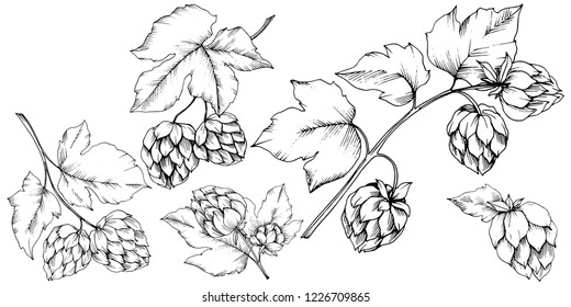 Vector. Black and white engraved humulus ink art. Isolated humulus illustration element. Leaf plant botanical garden floral foliage. Seamless background pattern. Fabric wallpaper print texture.