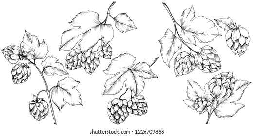 Vector. Black and white engraved humulus ink art. Isolated humulus illustration element. Leaf plant botanical garden floral foliage. Seamless background pattern. Fabric wallpaper print texture.
